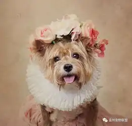 关于领养,侃侃而谈