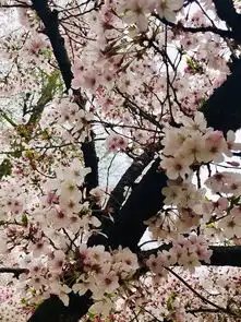 横跨东西日本,赏樱盘鹿撸豆柴岛国十一天交通住宿干货集