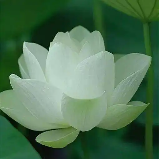 佛教四大吉花,见花见吉祥