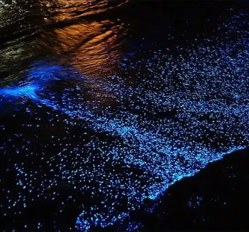 这些潜水胜地可都是避寒天堂不仅春节可预定,还能考证包玩
