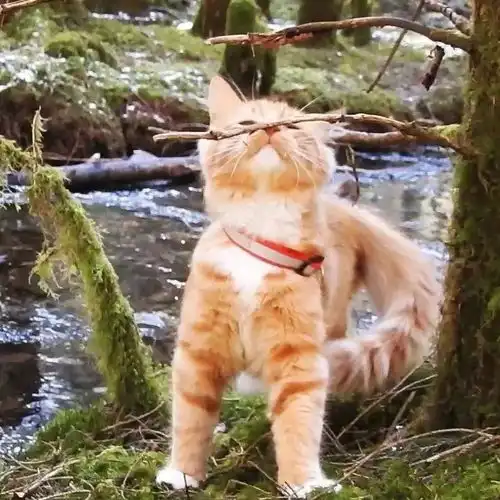十橘九胖这只长成小松鼠的小奶猫,帅到突破天际绝对的冒险家一枚
