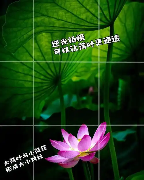 想拍美荷花,快来学,9个荷花拍照技巧会帮到你