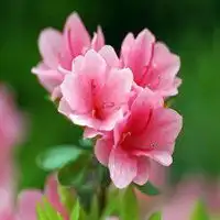 微信带花的头像微信头像图片大全