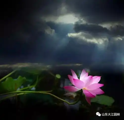 唯爱三秋桂子,十里荷花