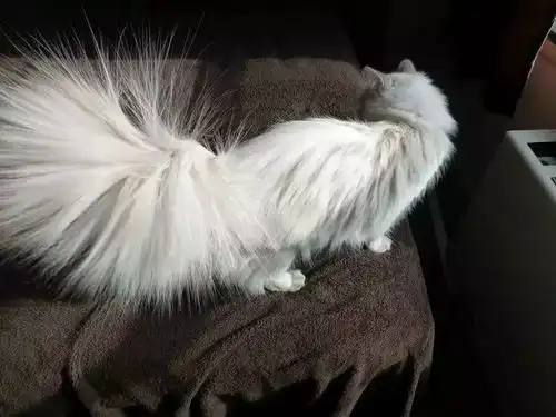 冬日防静电大作战猫咪再也不做皮卡丘