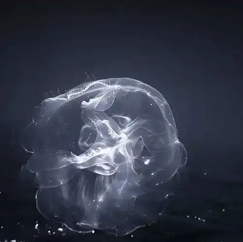 大师之作胶片机拍出的极简黑白摄影大片