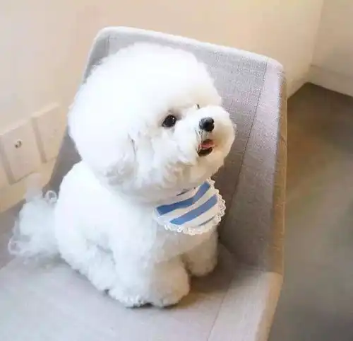 名单公布这几种狗已经被禁养,不要违法了