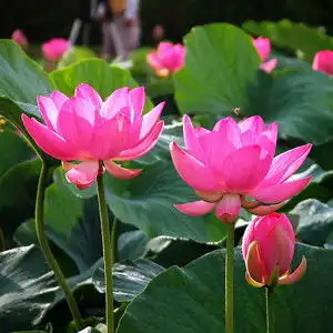 荷花大观园,冉庄地道战遗址双汽二日游