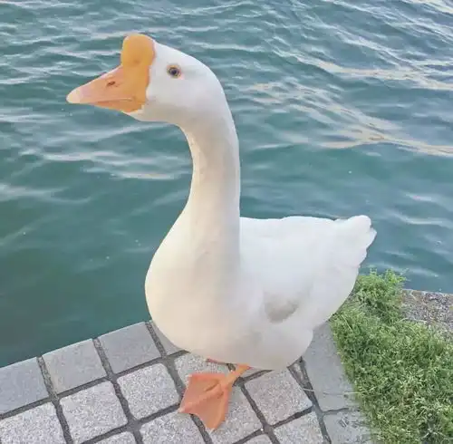 测试一个超长简介的文章