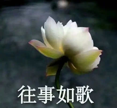 用镊子拔胡子有什么危害