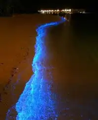 马尔代夫海滩现发光浮游生物37