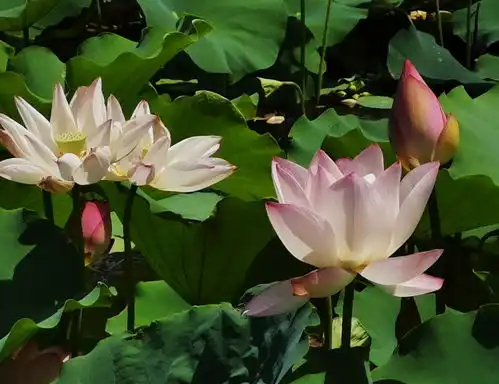 又逢洪湖公园荷花飘香时