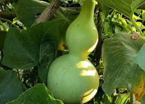 藤本植物有哪些