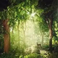 动漫森林图片动漫唯美梦幻的森林场景图片