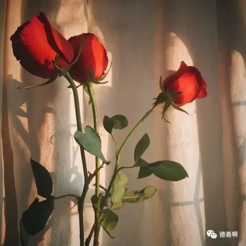 女孩子和爱是世间的珍宝