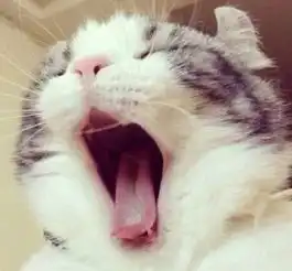 四川的猫吃不吃辣我不知道,反正陕西的猫会唱秦腔
