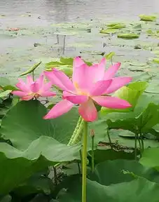 看这里菏泽单县湿地公园荷花,美呆了约起来
