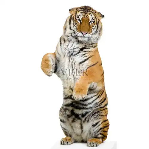 摄影图片