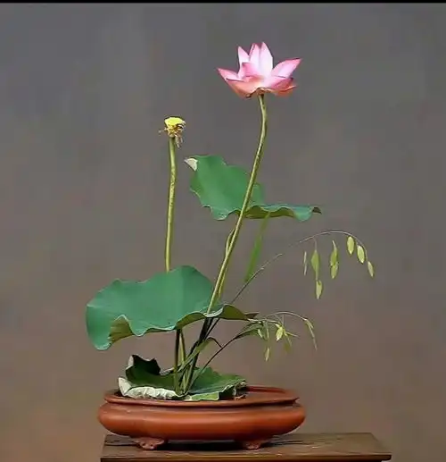 分会场快讯醉白池夏荷插花,领略独特的中式禅意之美