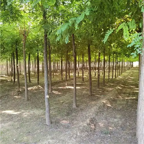 湖南株洲刺槐树,洋槐树