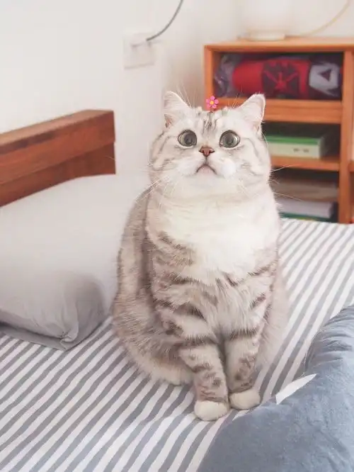 萌宠安利云养宠物我关注的小可爱猫狗鹅