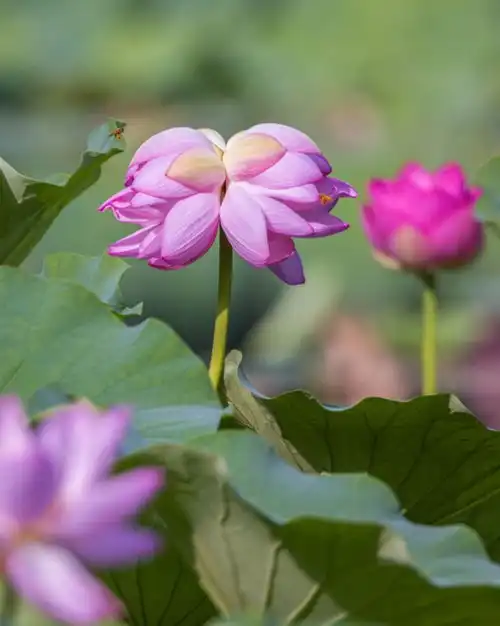 花开并蒂好运莲莲,两株并蒂莲现身圆明园成网红