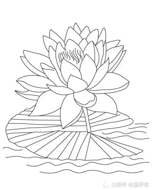莲花的基础结构画法从结构到造型教你画,简单易学,一看就会