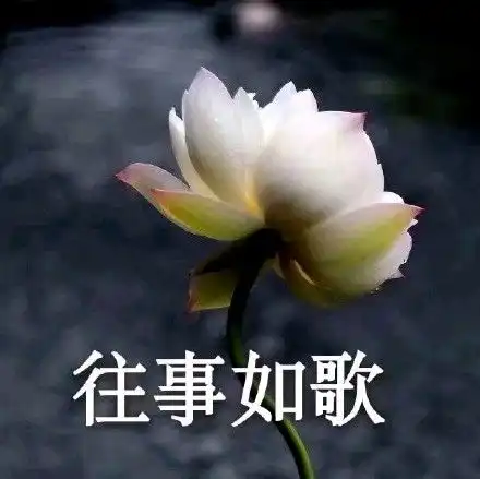 发表情表情包大全微信表情包qq表情包fabiaoqing.com