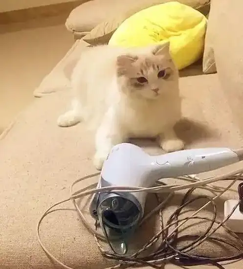 小奶猫被迫洗完澡之后有气没处撒,对着吹风机又是踢又是打