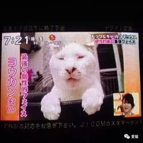 上帝,你就这么缺猫吗