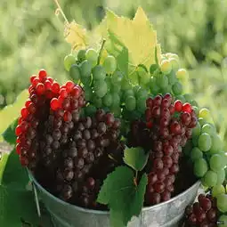 葡萄陕西水果代购陕西果品代理陕西伟奇瓜果商行05