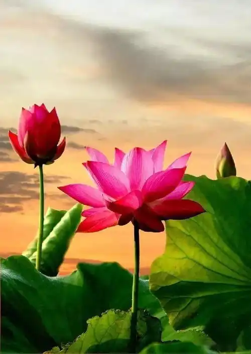 五月,花开富贵