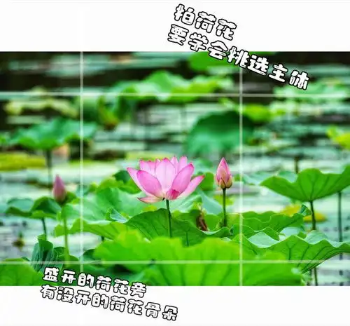 荷花拍出高级感,10个荷花摄影技巧,让你的荷花照片不平常