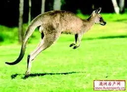 新闻动态澳大利亚当地新闻