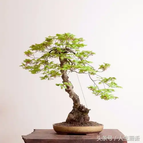 禅意静美,活着的艺术品