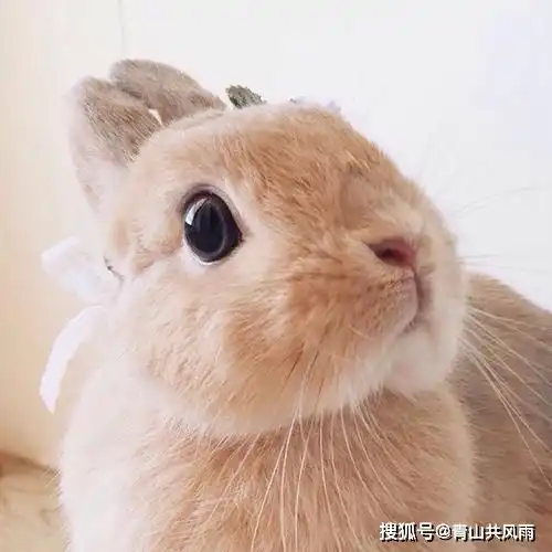 腊月开始,财运滚滚,贵人旺的生肖,有你吗