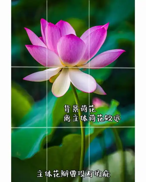 13个荷花摄影技巧,快来学,让你拍的荷花照片不一般
