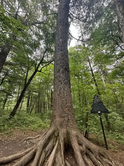 广大游客到伊春来场不一样的forestwalk