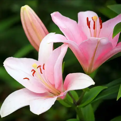 百合中的女王香水百合的植物非试管高效快繁技术
