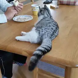 萌宠丨被小奶猫萌到不想上班是怎样的一种体验