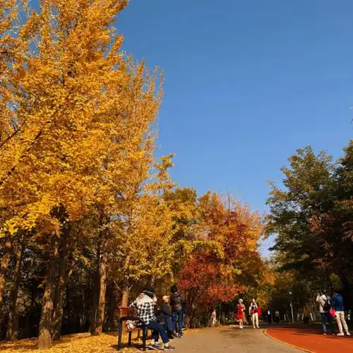 又到一年银杏时,这些宝藏打卡地您去过几个