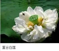 7月底西埂莲乡还有荷花吗