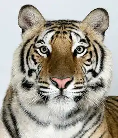 高清图全球首套大型猛兽另类写真