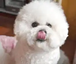 比熊
