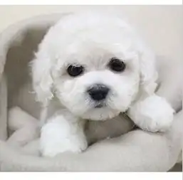 成都哪里有自家犬舍繁殖纯种比熊幼犬成都家养比熊多少钱成都哪里可以买到比熊