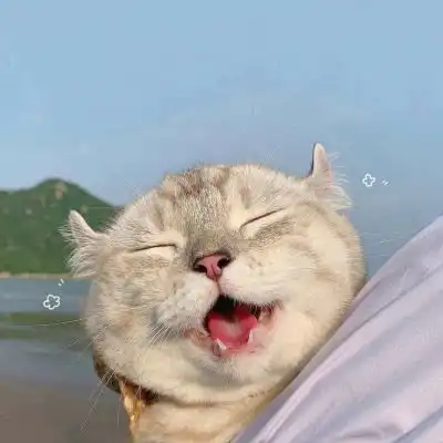 2020好看的狗狗微信头像萌猫可爱头像大全