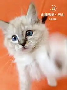 养只小老虎,是什么感受