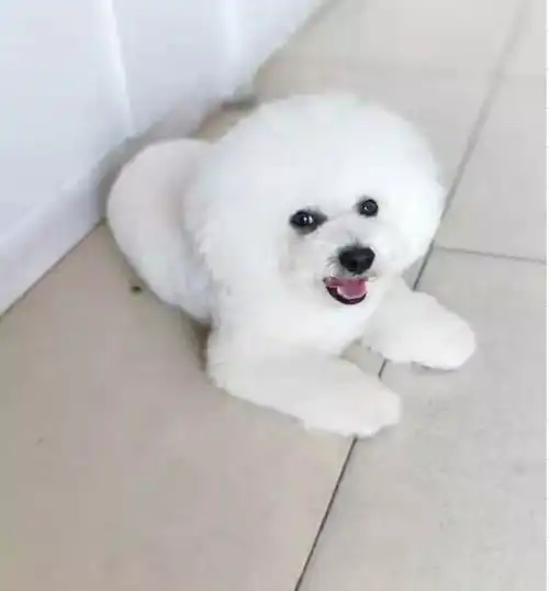 是什么让可爱比熊告别顽固泪痕走上颜值巅峰的