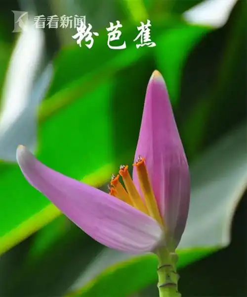 秋花开秋意浓上海植物园发布11月赏花指南