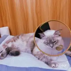 电话,地址,价格,营业时间北京宠物